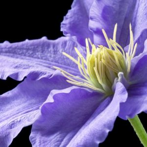 Purple Clematis