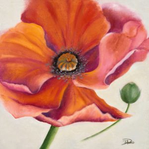 Poppy Flower II