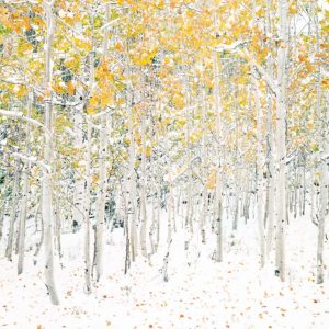 Quaking Aspens