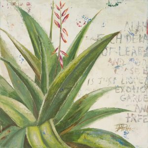 Aloe II