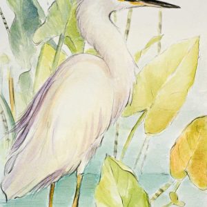 Snowy Egret