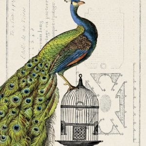 Peacock Birdcage I