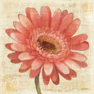 Blushing Gerbera on Cream