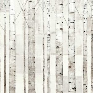 Birch Trees on White