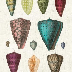 Colorful Shell Assortment II