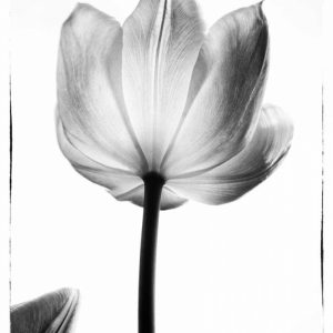 Translucent Tulips I