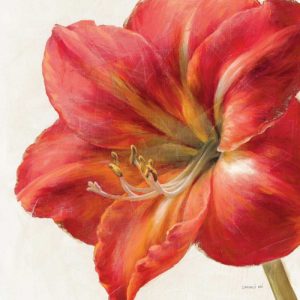 Vivid Amaryllis