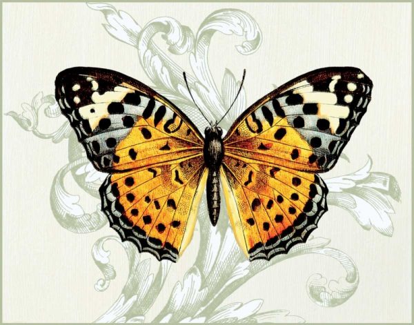 Butterfly Theme IV