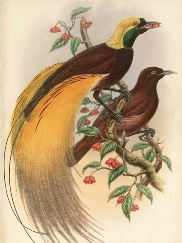 Golden Bird of Paradise