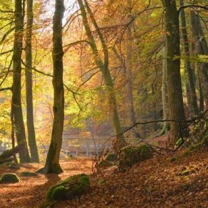 Autumn beech woods Birks o Aberfeldy