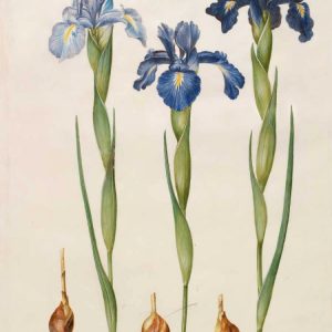 Iris xiphioides