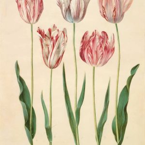 Tulipa gesneriana