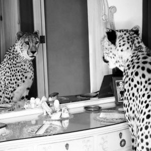 Cheetah looking in mirror