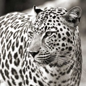 Portrait of leopard - South Africa