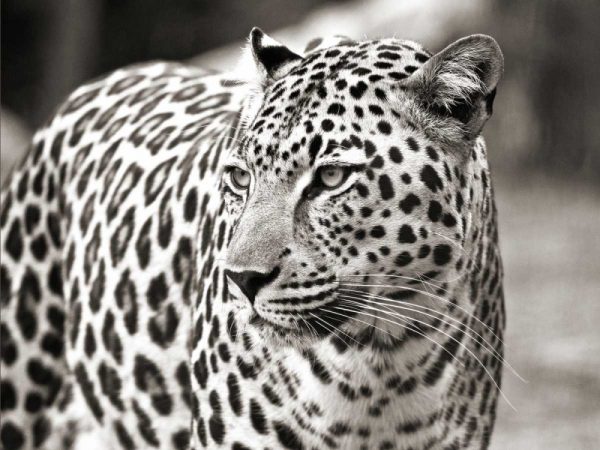 Portrait of leopard - South Africa