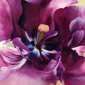 Purple tulip close-up