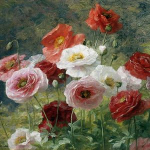 Poppies