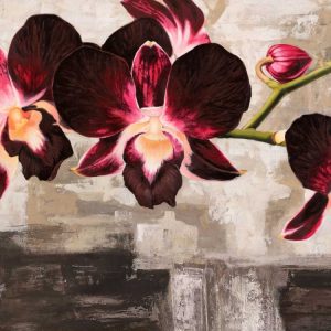 Velvet Orchids