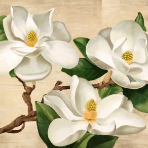 Magnolie bianche