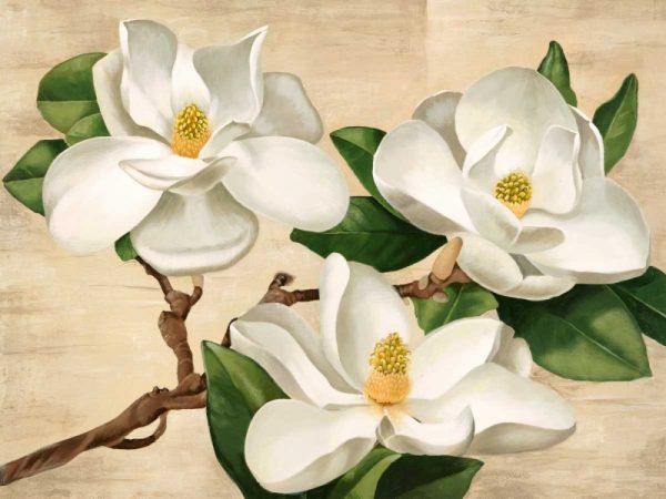 Magnolie bianche