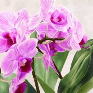 Orchidee selvagge