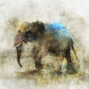 Pachyderm Dance 2