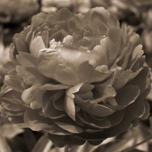 Peony Glory