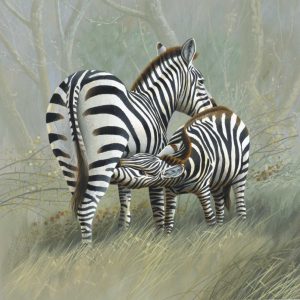 Two zebras