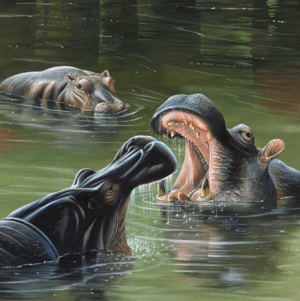Hippos in water