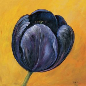 Purple tulip I