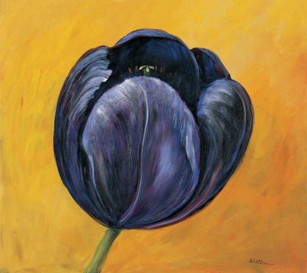 Purple tulip I