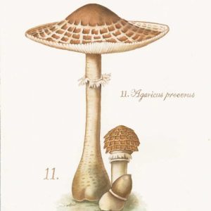 Mushroom I