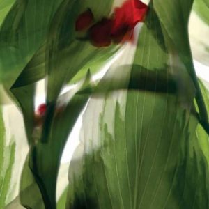 Hosta Begonia Window