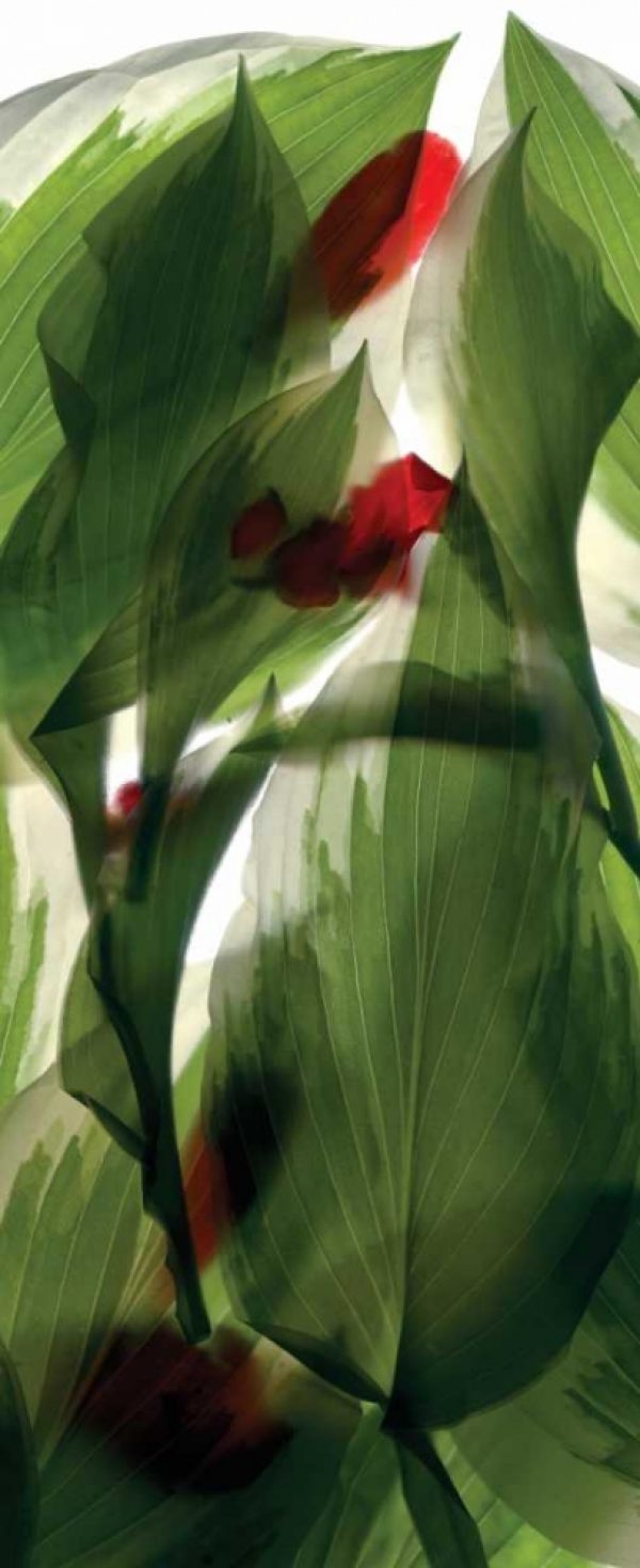 Hosta Begonia Window