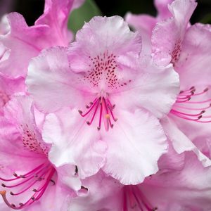 Rhododendron