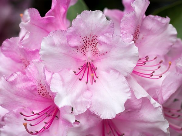 Rhododendron