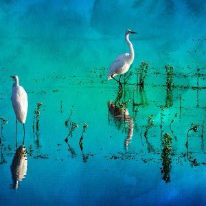 Wading Herons II