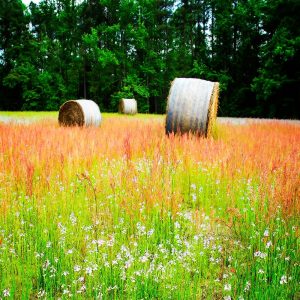 Spring Fields I