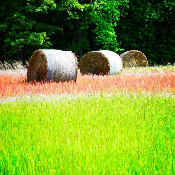 Spring Fields II