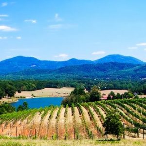 Virginia Vineyards I