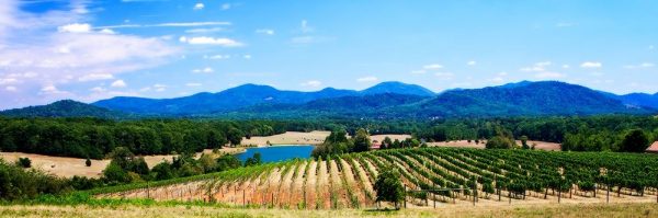 Virginia Vineyards I