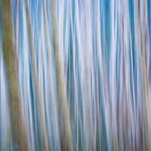 Winter Forest Abstract I