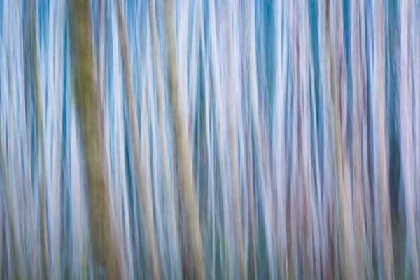 Winter Forest Abstract I