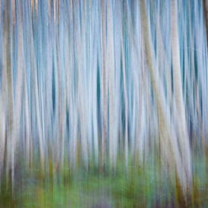 Winter Forest Abstract II