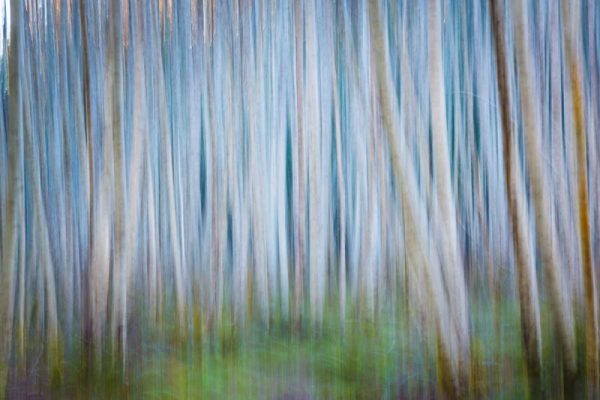 Winter Forest Abstract II