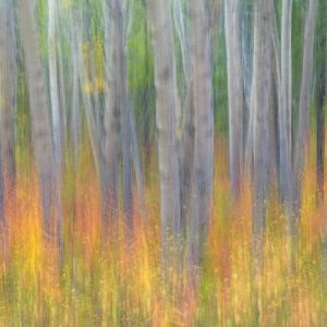 Aspen in Motion I