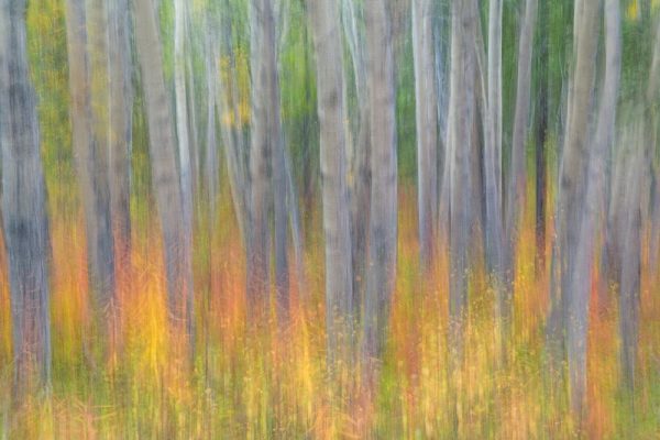 Aspen in Motion I