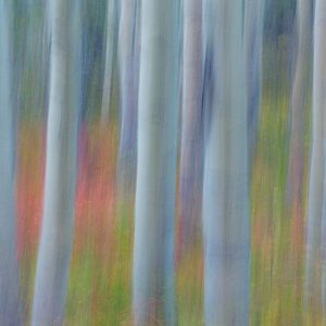 Aspen in Motion II