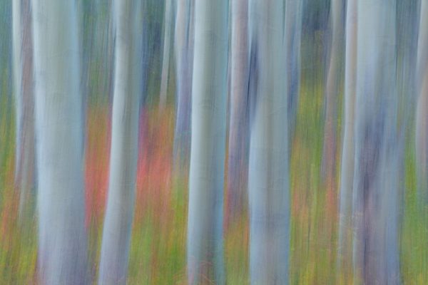 Aspen in Motion II