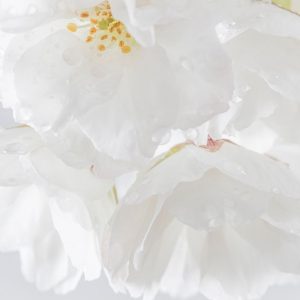 White Cherry Blossoms II